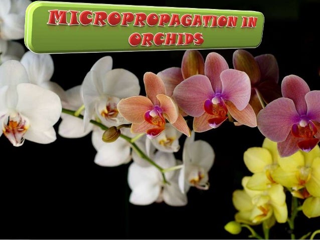 orchid micropropagation